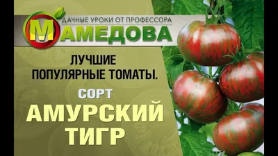 Томат АЭЛИТА Амурский тигр розовый Ор. А Р Самое самое, 15шт 00-00590892 -  выгодная цена, отзывы, характеристики, фото - купить в Москве и РФ