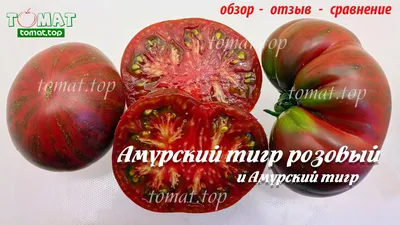 Томат Амурский тигр розовый и Амурский тигр. Аэлита. Обзор. Отзыв.  Сравнение с похожими сортами - YouTube