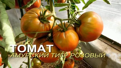 Амурский тигр томат | Сравнить цены и купить на Prom.ua