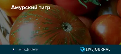 Амурский тигр томат | Сравнить цены и купить на Prom.ua