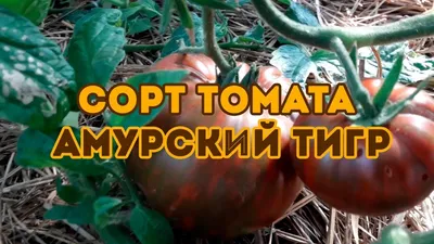 Амурский тигр