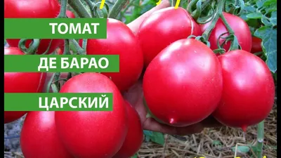 Томат Де барао золотой, 25шт.: продажа, цена в Киеве. Семена и рассада  овощных культур от \"ТМ Агри\" - 1346249821