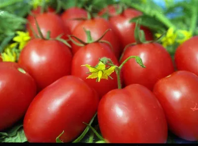 Томат ДЕ БАРАО ЦАРСКИЙ, правда дает царский урожай вкусных томатов,  считается лучшим из ДЕ БАРАО - YouTube