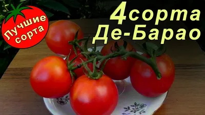 Томат Де Барао черный (ЦВ) 0,1 гр. купить в интернет-магазине RemontDoma