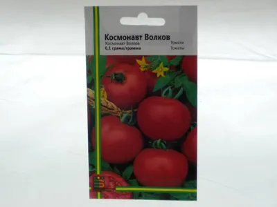 Томаты сорта Космонавт Волков: рано созревают, хорошо хранятся и не болеют  | Деревенская душа | Дзен