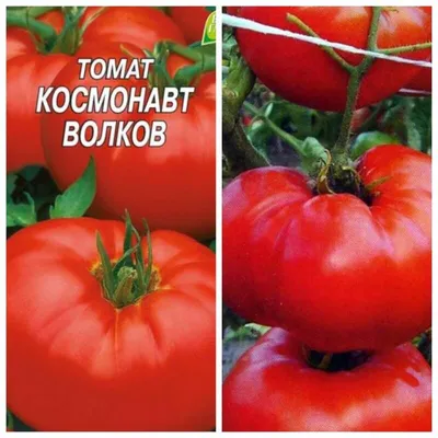 Томат Космонавт Волков