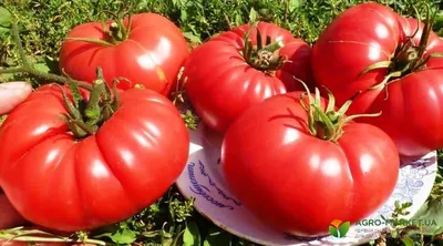 Названы самые лучшие сорта помидоров, которые в 2024 году дадут шикарный  урожай. Hyser.com.ua
