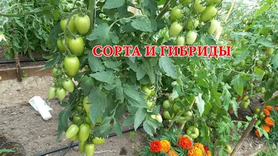 Урожайные сорта томатов: высокоурожайные сорта помидоров - Agro-Market