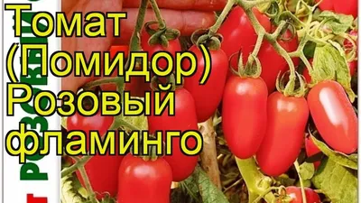 Томат Розовый фламинго - пересорт или нет, пока вопрос. 09/2022 - YouTube