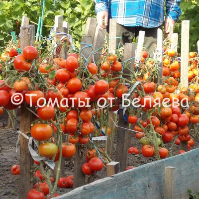 Семена Томат розовый «Де Барао» по цене 25 ₽/шт. купить в Новосибирске в  интернет-магазине Леруа Мерлен