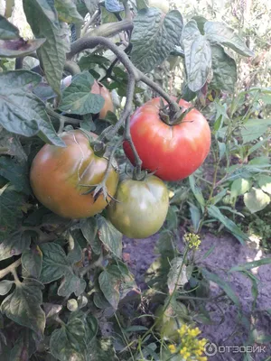Семена томат Русский огород Де Барао розовый 300138 1 уп. - отзывы  покупателей на Мегамаркет