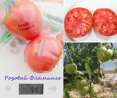 Семена универсальных томатов - купить недорого в России и СПБ с доставкой