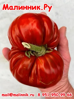 Больше не буду сажать крупные помидоры. Сорта томатов некрупных, но  мясистых и вкусных | уДачный проект | Дзен