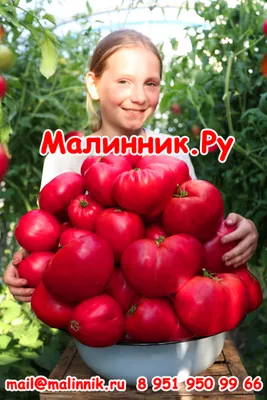Средне-ранние семена помидоров купить в Киеве: цена, отзывы, большой выбор  | ROZETKA