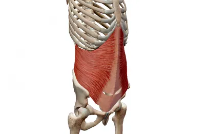 Так как же все-таки тренировать поперечную мышцу живота? | Статьи  фитнес-клуба Анатомия