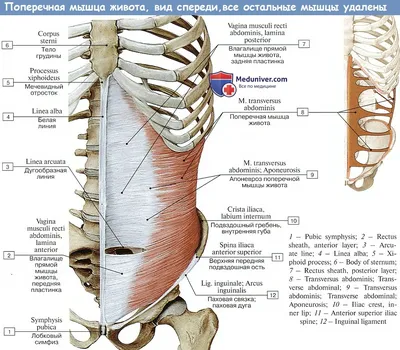 Анатомия : Мышцы живота.