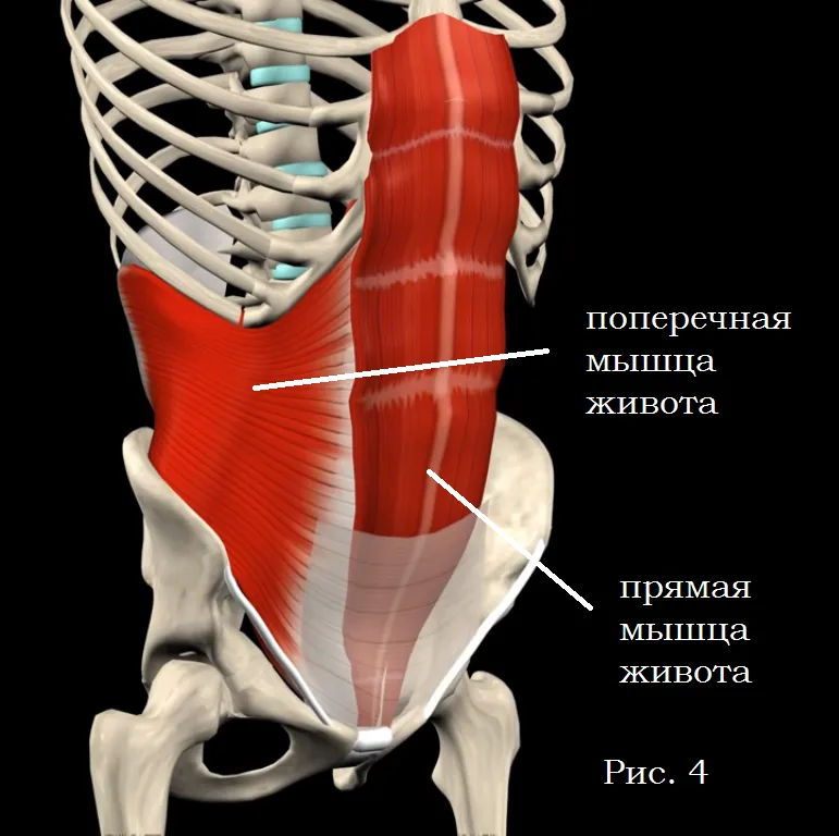Прямая мышца живота фото. Поперечная м ы ЩЦА живота. Пирамидальная мышца. Межпоперечна мышца живота. Поперечная мышца живота анатомия.