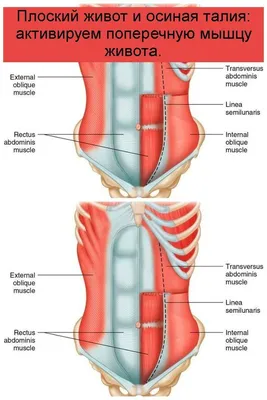 Плоский живот и осиная талия: активируем поперечную мышцу живота. | Мышцы  живота, Мышцы, Живот