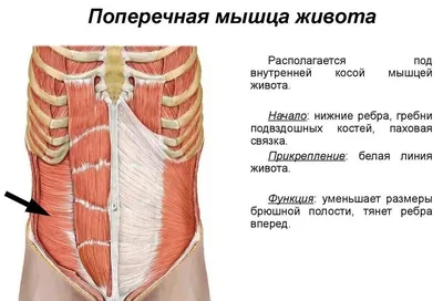 Культлаб - Мышцы живота Мышцы живота расположены между ребрами и тазом на  передней части человеческого тела. Их задача в организме - поддерживать  туловище в разных положениях, позволять поворачивать и сгибать его разным