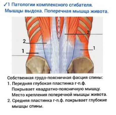 Поперечная мышца живота. Как укрепить дряблую брюшную стенку? - YouTube