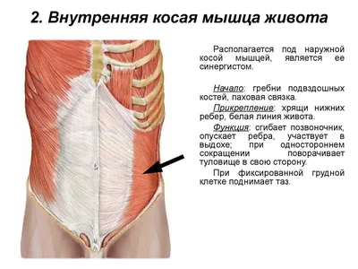 1 занятие: Патологии комплексного сгибателя. Поперечная мышцы живота -  БРИФАБИЛИТИ | Boosty