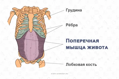 Как сделать рельефный пресс к лету - анатомия + лучшие упражнения! | Спорт  для всех! | Дзен