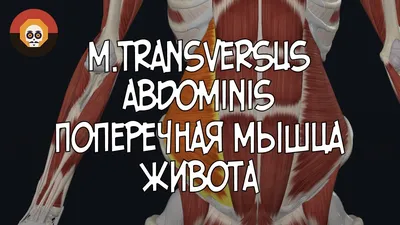 БОЛИТ ПОЯСНИЦА 😰😫 - КАЧАЙ ПРЕСС☝🏻 и ЧИТАЙ НИЖЕ 👇🏻👇🏻👇🏻 ‼️На наших  тренировках мы уделяем особое внимание мышцам пресса и кора. И здесь, хотим  дать... | By Profistretch | Facebook