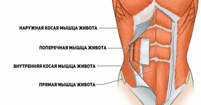 Принципы работы с мышцами живота | Ольга Байкина