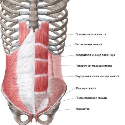 Поперечная мышца живота: функции, анатомия и упражнения для укрепления