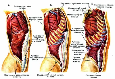 Косые мышцы живота - почему они важны и как их правильно упражнять? |  Официальный магазин производителя