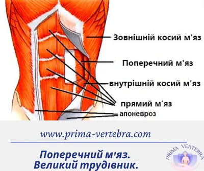Упражнение для активации поперечной мышцы живота - YouTube