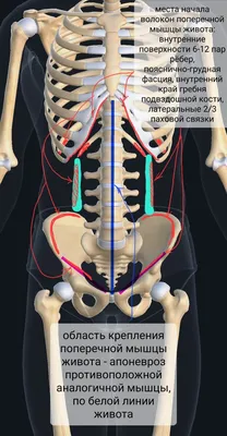 Поперечная мышца живота. | Заметки спортивного врача. | Дзен