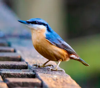 Поползни: описание птицы, где обитают, чем питаются, сколько живут