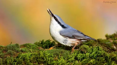 Голоса птиц Как поёт Поползень обыкновенный Sitta europaea - YouTube