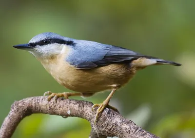 Поползень: фото и описание птицы. Обитание, питание, размножение