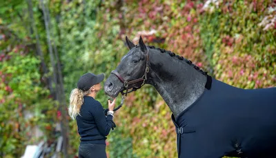 Попона для лошади «Shires» 9379/NAVY/78, синяя купить в Минске: недорого, в  рассрочку в интернет-магазине Емолл бай