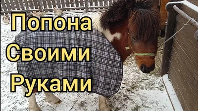 Попона сушильная для лошади SHIRES Team ,150, синяя - купить в Москве, цены  на Мегамаркет