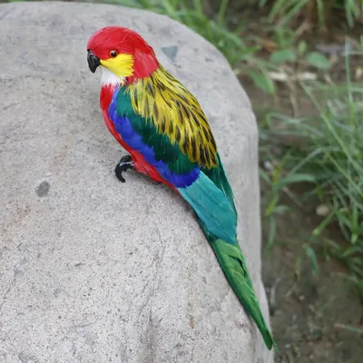 попугай амазон кормится сухим апельсином на самодельной елке из веток |  birds.vc