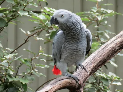 Попугай жако – неотразимый красавец. Попугай жако (Psittacus erithacus). |  Попугай жако, Домашние птицы, Попугай