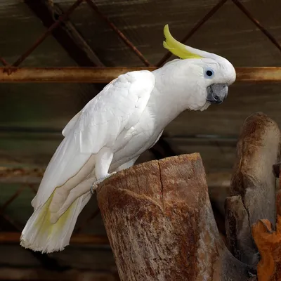 Vetastar - Настало время пернатых🕊🐔🐧 Сегодня к нам прилетел попугай  Какаду🐦 Мало кто откажется приобрести себе в дом 🏠невероятно красивую,  умную и «болтливую» птицу. 🐦Попугай Какаду – это довольно крупная птица с