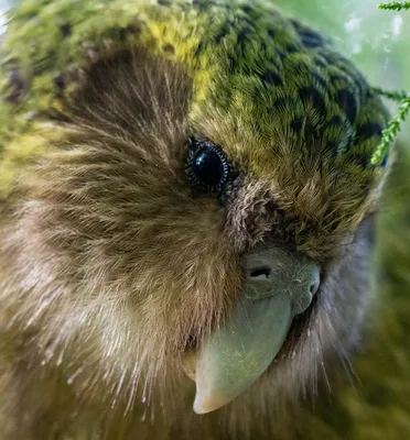 Какапо - нелетающий попугай из Новой Зеландии (26 фото) | Kakapo, Ugly  animals, Pet birds