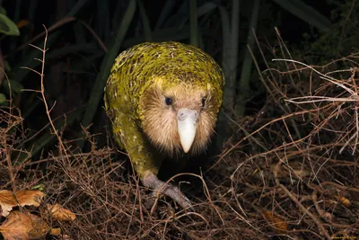 Попугай, который не умеет летать. КАКАПО 🦜 | Instagram