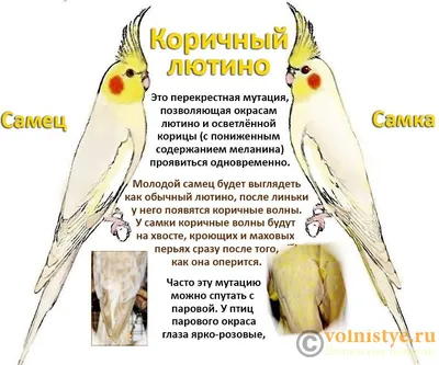 наш попугай - корелла