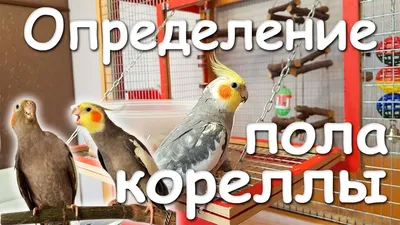 Самец корелла Попугай корелла-самец Родился 24 апреля Окрас Птицы в  Калининграде - Животные и Растения на Gde.ru 17.09.2022