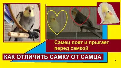 Мальчики лучше\", так ли это? Часть 2: самки корелл и их особенности |  Кореллы Unlimited | Дзен