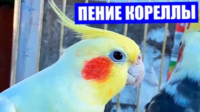 Попугай корелла 🦜 Все, что нужно знать владельцу | Pet7