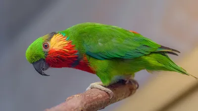 Попугай Лори - Loriinae - сидит на ветви в Aviary для попугаев на зоопарке  гуру Gan в кибуц Nir Дэвиде в Израиле Стоковое Фото - изображение  насчитывающей биографической, цветасто: 94611772