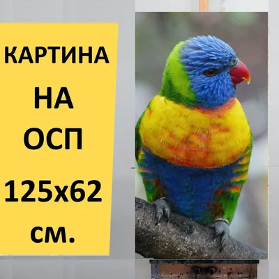 Многоцветный (радужный) лорикет 🦜 Особенная птица | Pet7