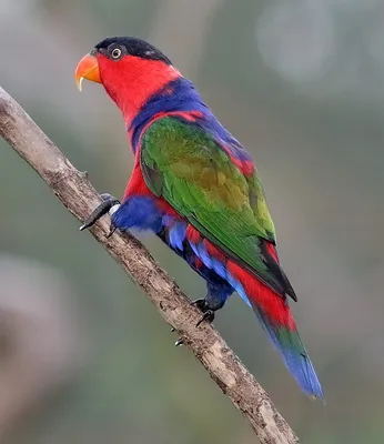 Попугай Лори - Loriinae - сидит на ветви в Aviary для попугаев на зоопарке  гуру Gan в кибуц Nir Дэвиде в Израиле Стоковое Изображение - изображение  насчитывающей гуру, стая: 94611801