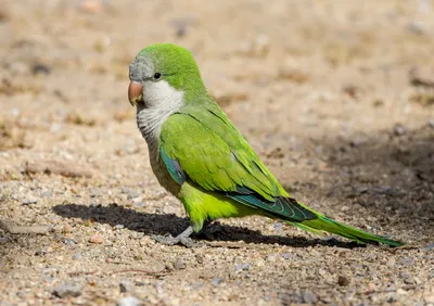 Попугаи-монахи в Барселоне. Myiopsitta monachus. | BirdWatch.by